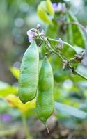 fresh and healthy Edamame stock on tree in firm for harvest photo