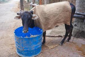 A cow covered with sackcloth. Effect of acute winter or cold on cattle animals. photo