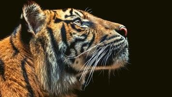 The Tiger In Black Background