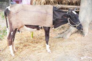 una vaca cubierta de cilicio. efecto del invierno agudo o frío en los animales de ganado. foto