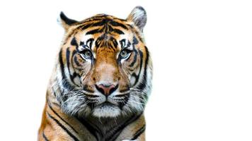 Tiger In White Background photo