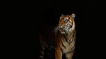 Tiger In Black Background