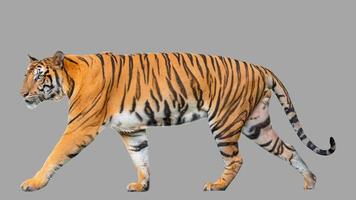 Tiger On Gray Background