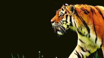 Tiger In Nature photo