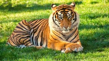 Tiger Lying On Green Grass photo
