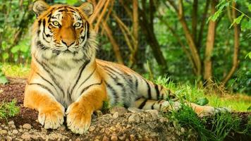 tigre en estado salvaje foto