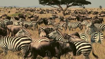Mixed Herd Of Plains Zebra photo