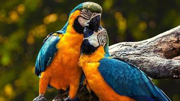 Exotic Parrot Birds