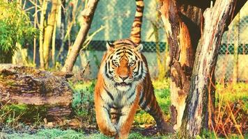 Photo Of Tiger