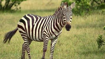 Zebra In The Field photo