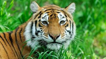 Tiger On In Nature photo