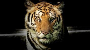 fotografía de la vida salvaje del tigre foto