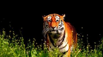 Tiger In Green Grass