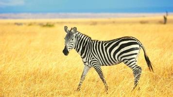 Zebra Walking In The Brown Field