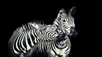 Two Zebra On Black Background photo