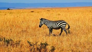Zebra In The Field photo