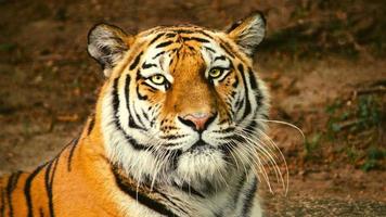 A Cute Tiger photo