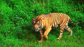Tiger On Green Grass