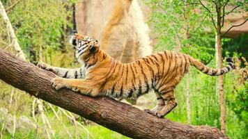 Tiger Stretching Over Brown Thunk During Daytime photo