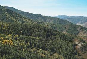 verde denso bosque de coníferas de otoño en las montañas, abetos y pinos fondo natural texturizado foto