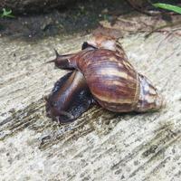 Little Snail in the Garden photo