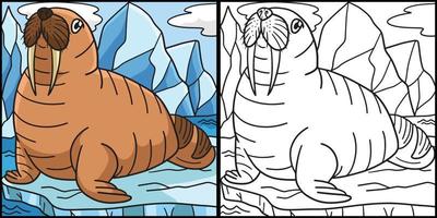 Walrus Coloring Page Colored Illustration vector