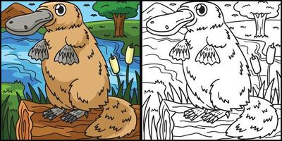 Platypus Coloring Page Colored Illustration vector