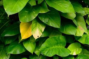 abstract stunning green leaf texture, tropical leaf foliage nature dark green background photo