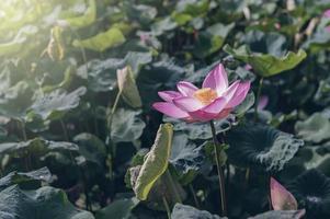 lotus flower in the pond with a beautiful light in the morning
