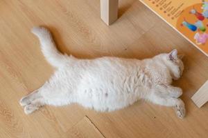 portrait of cute cat laying on the floor. selective focus point photo