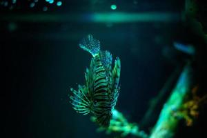 Underwater world. Lionfish fish in an aquarium photo