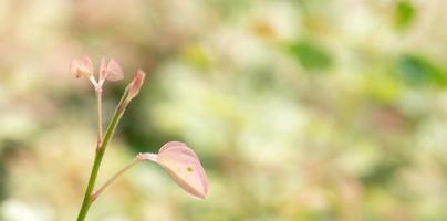 hierba de flores a la hora de relajarse por la mañana con un tono cálido vintage foto