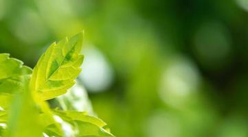 textura de hoja verde impresionante abstracta, follaje de hoja tropical naturaleza fondo verde foto