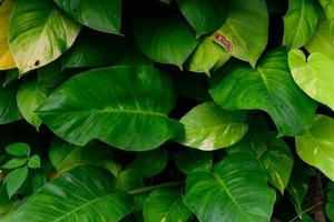 abstract stunning green leaf texture, tropical leaf foliage nature dark green background photo