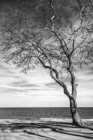 impresionante imagen en blanco y negro de un árbol solitario en la orilla del mar foto