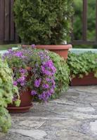 Pots with bushes of blooming plants. Landscape design. Bushes with flowers. Vertical view photo