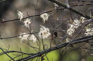 soft blooms in the spring photo