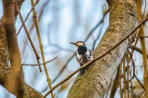 woodpecker in forest photo