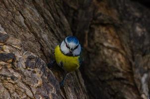 bluetit on a bark of tree photo