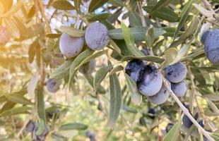 Landscape Harvest ready extra virgin olive oil. Black Olives hanging from a tree with sun glare. Close-up. photo