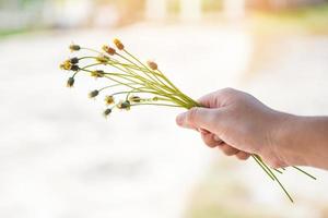 flor de hierba en la mano en el día de verano primer plano de un ramo de margaritas amarillas en manos de una niña foto