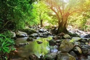 River stream landscape waterfall green forest nature jungle on the mountain with rocks stones photo