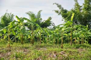 banana tree growing in the agriculture plantation banana field in asia photo