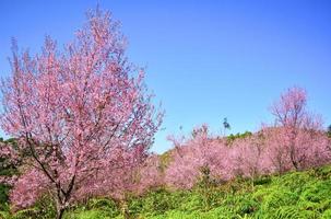 árbol rosa de flor de cerezo salvaje del himalaya o árbol de flor de sakura tailandés paisaje montaña colina foto