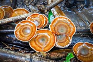 lingzhi mushroom herbal medicine growing on nature forest in the local asia photo