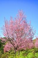 árbol rosa de flor de cerezo salvaje del himalaya o árbol de flor de sakura tailandés paisaje montaña colina foto