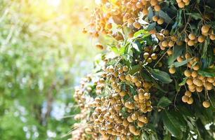 Huertos de longan jardín de frutas en el árbol de longan - frutas tropicales en verano de Tailandia foto