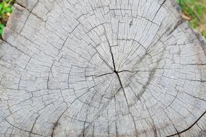cut tree trunk old crack wood ancient Abstract texture background photo