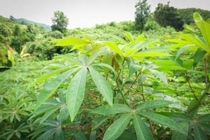 Green leaves cassava on branch tree in the cassava field agriculture plantation photo