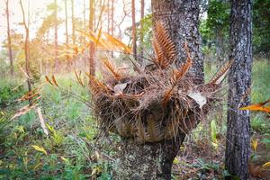 Bird nest fern and dry leaves on tree in the summer natural forest photo